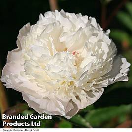 Peony Duchesse de Nemours