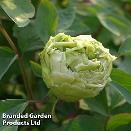 Tree Peony Fragrant Green Ball