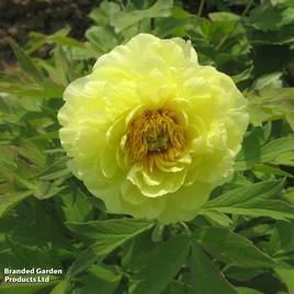 Tree Peony High Noon