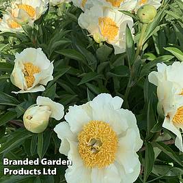 Peony Jan van Leeuwen