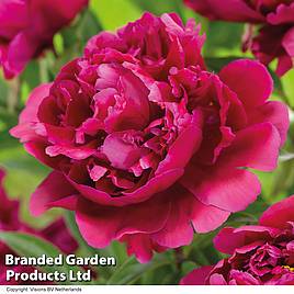Peony Karl Rosenfield