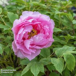 Tree Peony Lu He Hong
