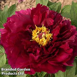 Tree Peony Mo Run Jue Lun