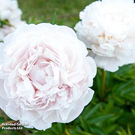 Peony Mothers Choice