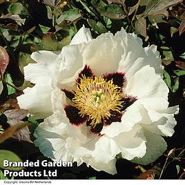 Tree Peony Rockii Mixed - Seeds
