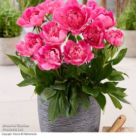 Peony Rome (Patio Peony)