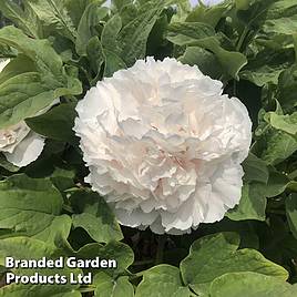 Tree Peony Snow Tower