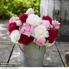 Peony Sorbet Bouquet Mix