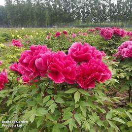 Tree Peony Kao