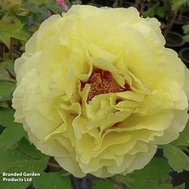 Tree Peony Okan