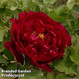 Tree Peony Wu Jin Yao Hui