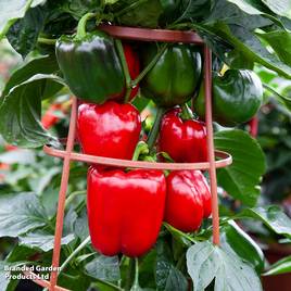 Sweet Pepper Big Ben F1