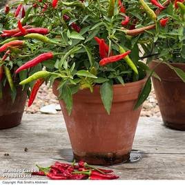 Chilli Pepper Quick Fire (Medium)