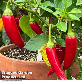 Chilli Pepper Sizzler F1 - Seeds