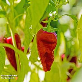 Chilli Pepper Padron - Seeds