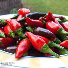 Chilli Pepper Fiery Flames