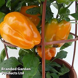 Sweet Pepper Liberty Belle F1 Seeds