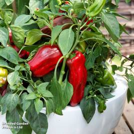 Sweet Pepper Paragon - Seeds