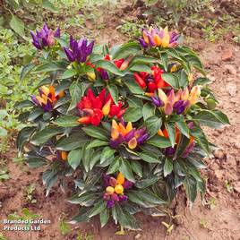 Chilli Pepper Prairie Fire - Seeds