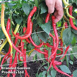 Sweet Pepper Spiralus - Seeds