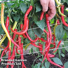 Sweet Pepper Spiralus Seeds