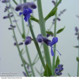 Perovskia atriplicifolia Little Spire