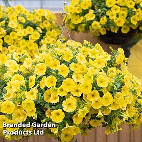 Petunia ‘Capella™ Hello Yellow’