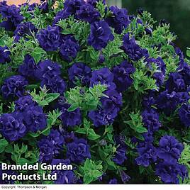 Petunia Frills & Spills™ Belinda