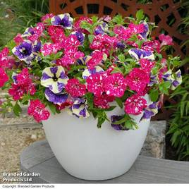 Petunia Sky Duo