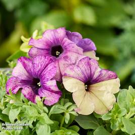 Petunia Blueberry Shake F1 - Seeds