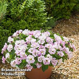 Wave Misty Lilac Petunia (Petunia 'Wave Misty Lilac') in Denver