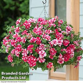 Petunia Frills & Spills™ Cherry Ripple