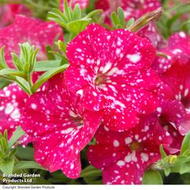 Petunia Cherry Sky