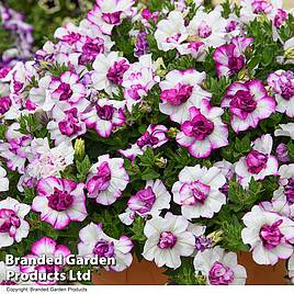 Petunia Tumbelina Nicola