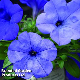 Petunia Evening Scentsation