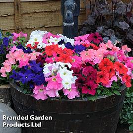 Petunia Express Mixed