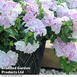 Petunia Cascade Orchid Mist