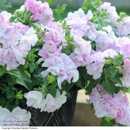 Petunia Cascade Orchid Mist - Seeds