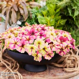 Petunia Raspberry Shake