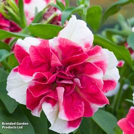 Petunia Tumbelina Scarlet Ripple