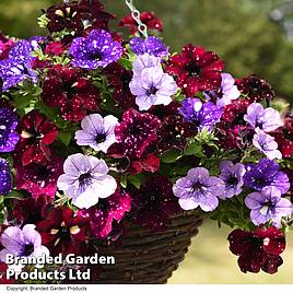 Petunia Sky Mix (with Night Sky)