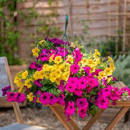 Petunia Summer Nights