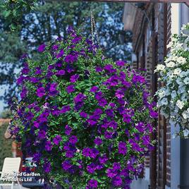 Petunia Trailing Surfinia Blue