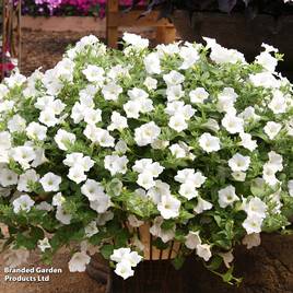 Petunia Trailing Surfinia White