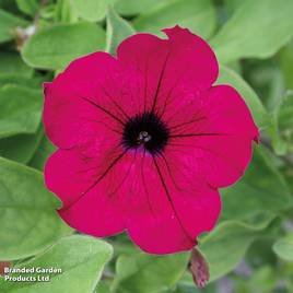Petunia Trailing Surfinia Purple