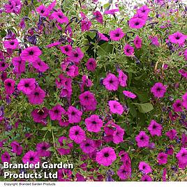 Petunia Tickled Pink