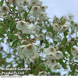 Philadelphus Fragrant Falls