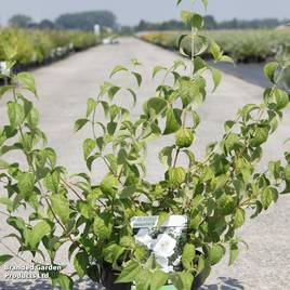 Philadelphus Beauclerk