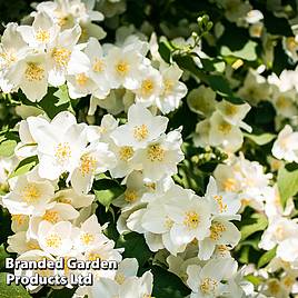 Philadelphus Lemoinei