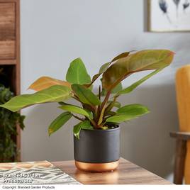 Philodendron Prince of Orange